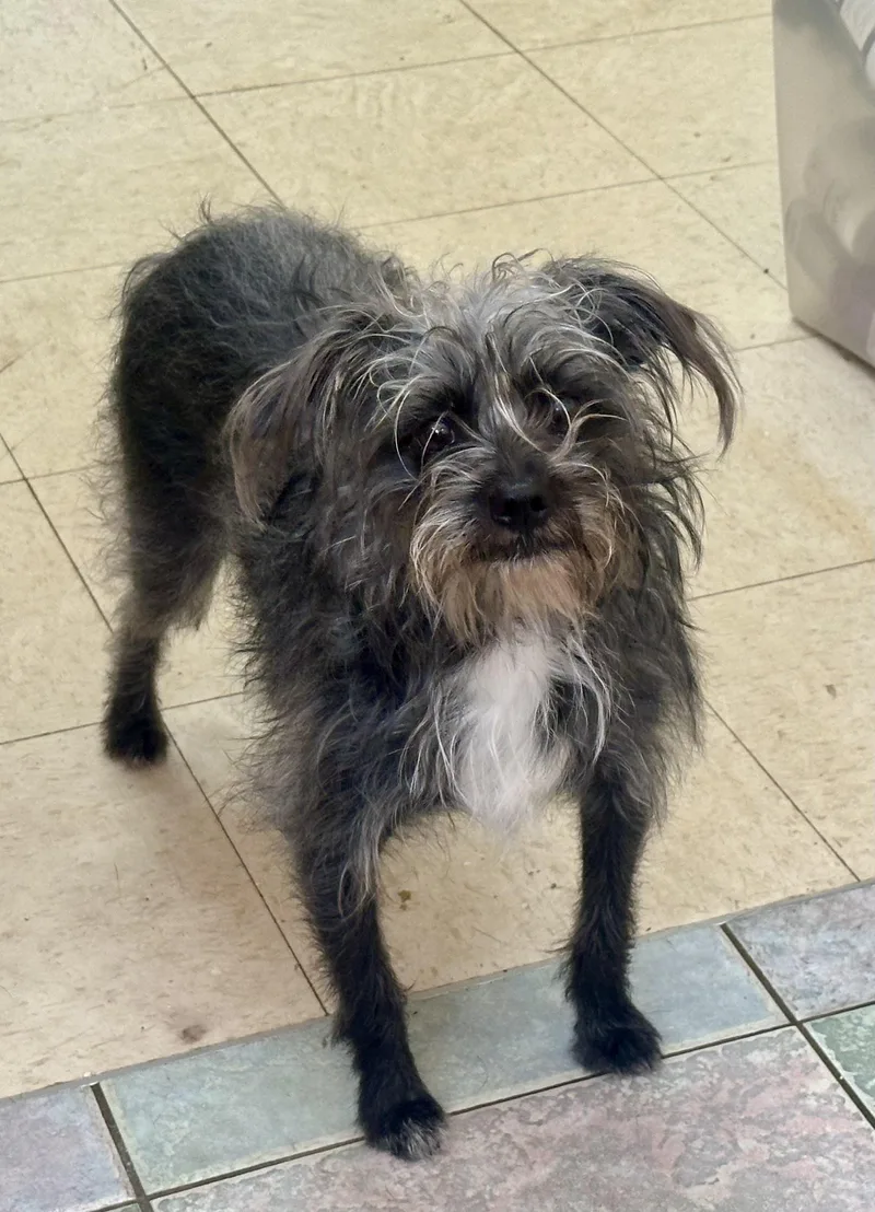A young small-sized female Yorkshire Terrier dog named Tiny Lil Scruffbug for adoption in Northwood, OH