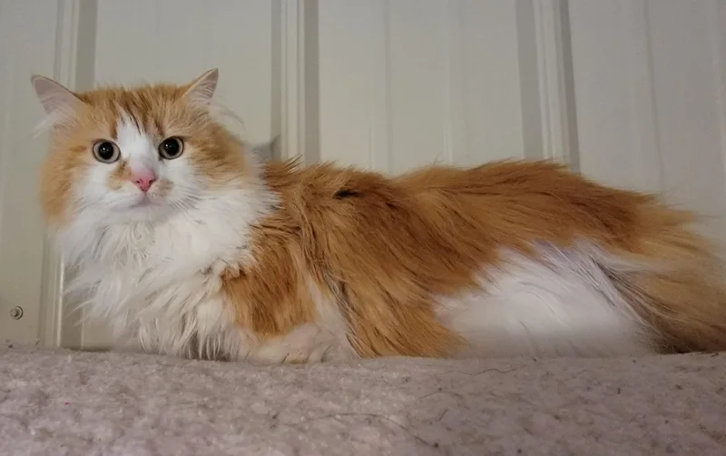 Fleurette thumbnail 2