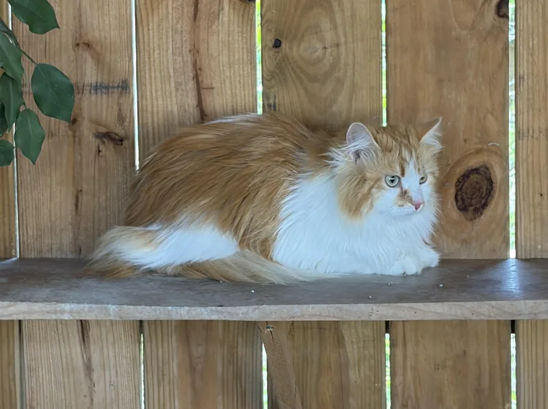 Fleurette thumbnail 3