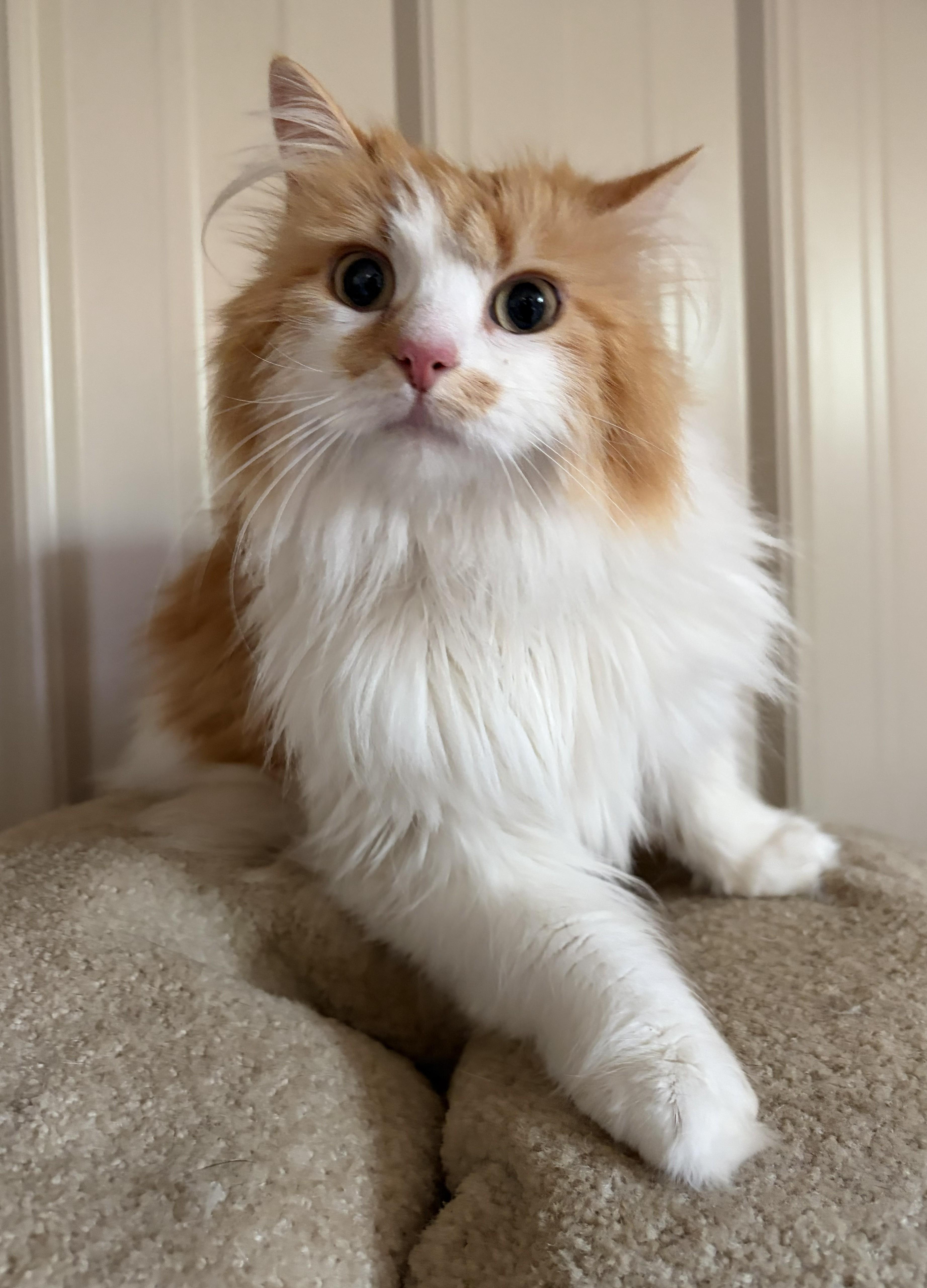 Fleurette thumbnail 4