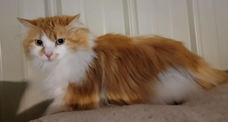 Fleurette thumbnail 5