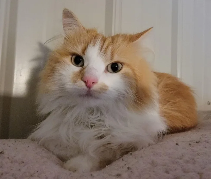 Fleurette thumbnail 6