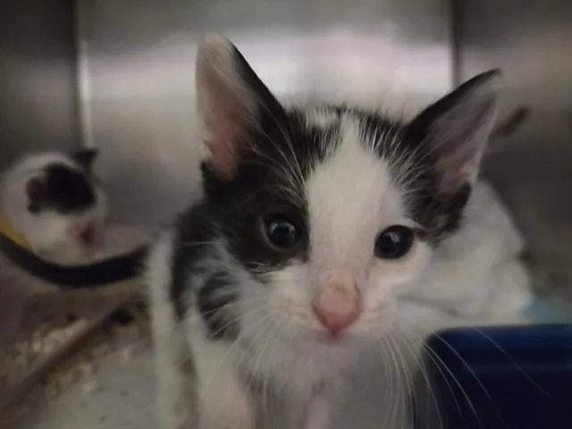 A baby small-sized male Domestic Short Hair cat named A for adoption in Martinez, CA