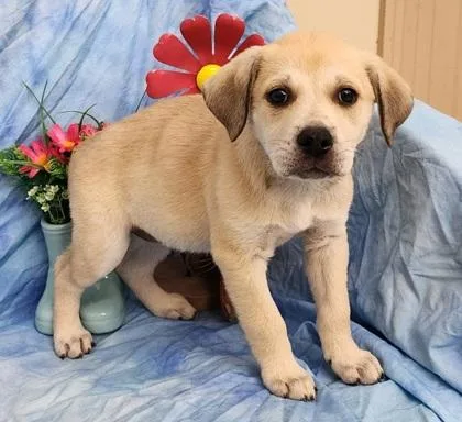A baby large-sized female Labrador Retriever dog named Tracey for adoption in Elmira, NY