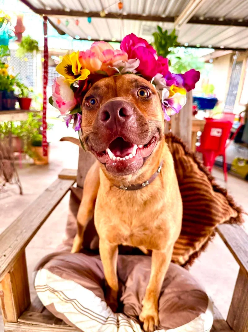 Hazel