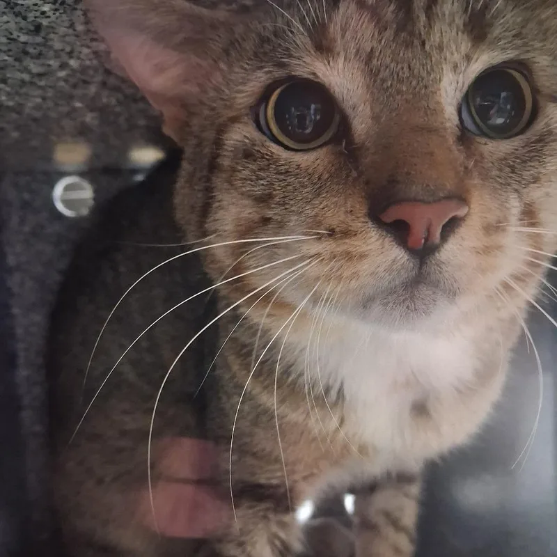 An adult medium-sized male Brown / Chocolate American Shorthair cat named Squirt for adoption in Lufkin, TX