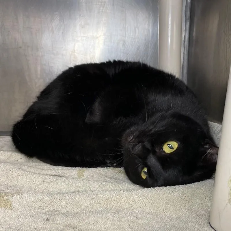 An adult medium-sized female Domestic Short Hair cat named Aziel for adoption in Roanoke, VA