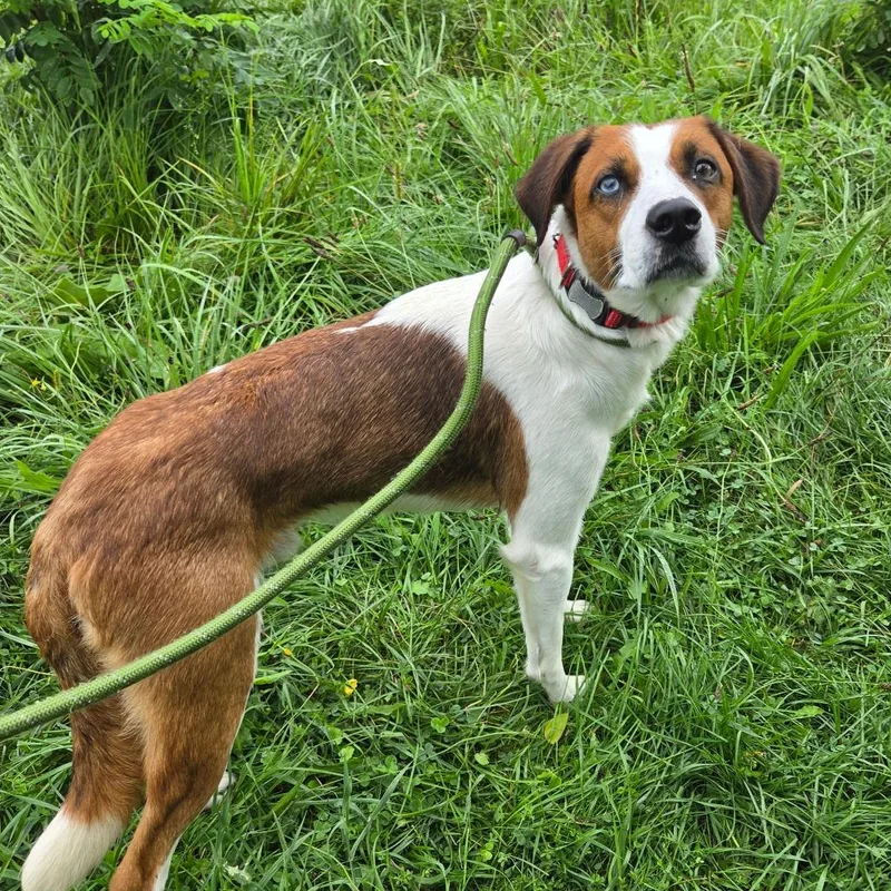 A young medium-sized male Brown / Chocolate Beagle dog named Rogue for adoption in Binghamton, NY
