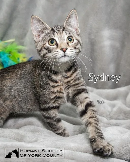 A senior small-sized female Domestic Short Hair cat named Sydney for adoption in Fort Mill, SC