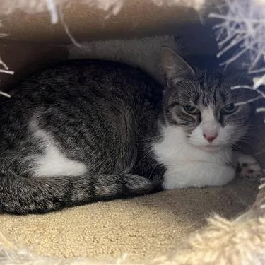 An adult small-sized female Brown / Chocolate Domestic Short Hair cat named Danielle   Apply for adoption in Georgetown, KY