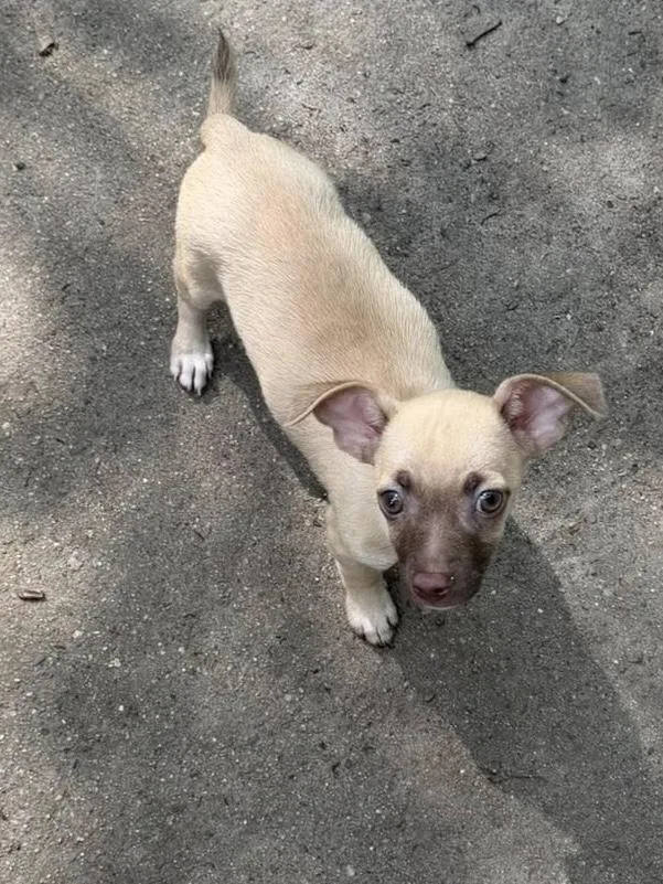 A baby small-sized male Chihuahua dog named Laszlo for adoption in Berlin, NJ