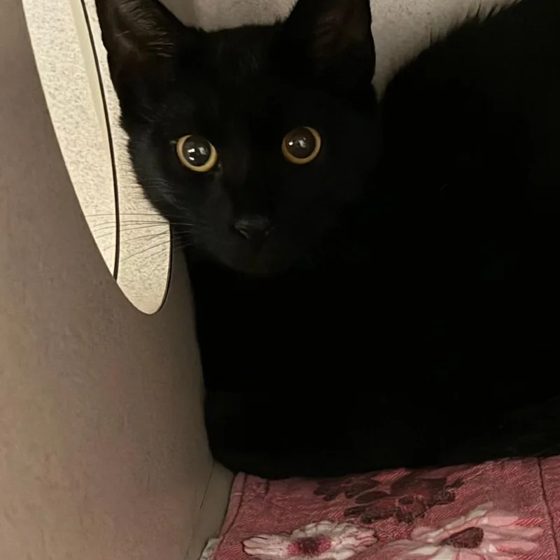 A young medium-sized male Domestic Short Hair cat named Lone Pine One for adoption in Durango, CO