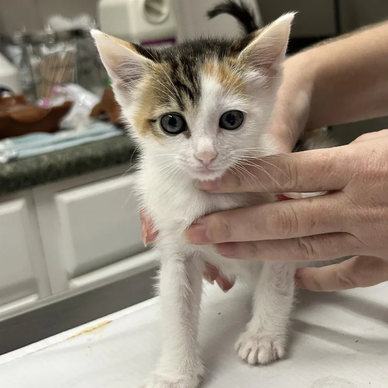 Teeny