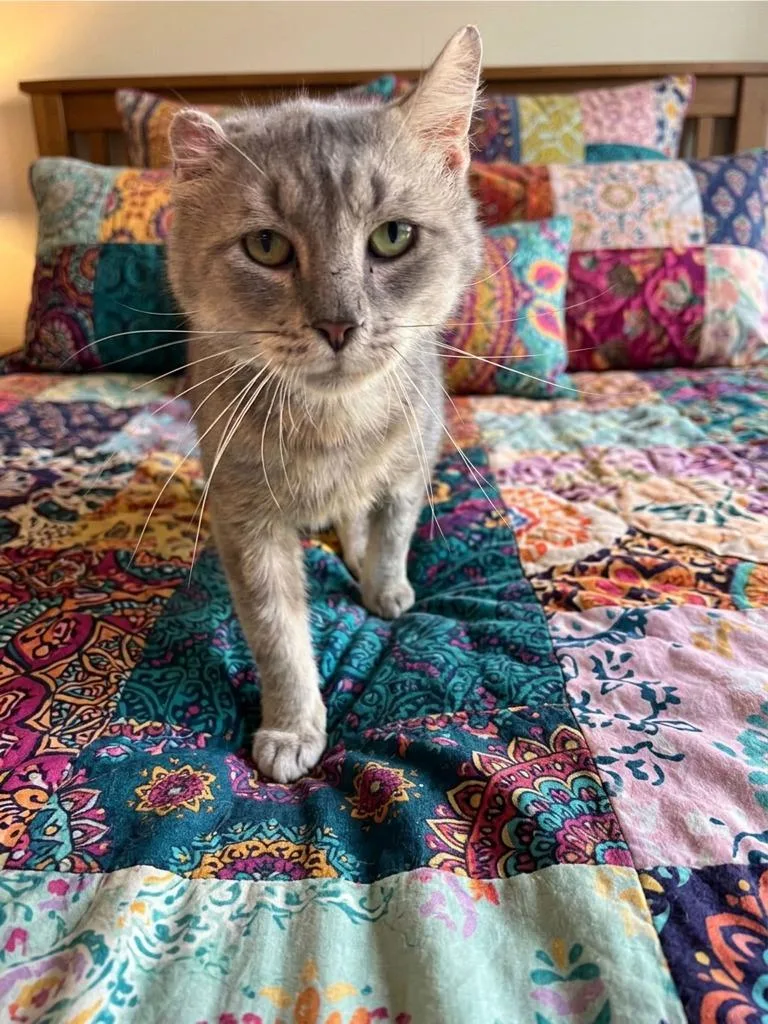 A young medium-sized male Domestic Short Hair cat named Frosty for adoption in Lavonia, GA