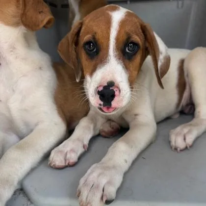 A baby large-sized female Rhodesian Ridgeback dog named Pinky for adoption in Morton Grove, IL