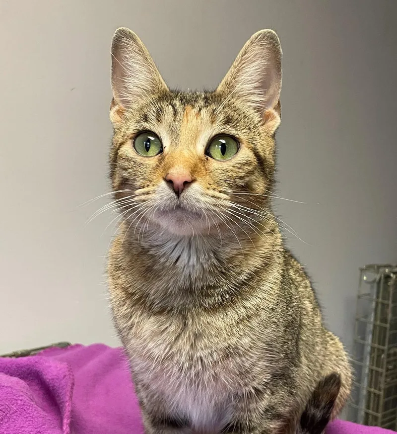 A young medium-sized female Gray / Blue / Silver Domestic Short Hair cat named Elsa for adoption in Rochester, NY