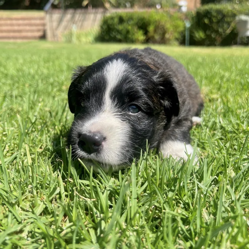 A baby small-sized female Black Mixed Breed dog named Domino for adoption in San Diego, CA