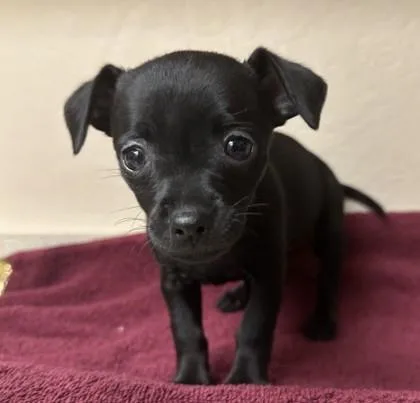 A young small-sized female Chihuahua dog named Fennel for adoption in Phoenix, AZ