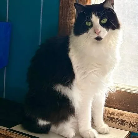 An adult small-sized female Black Domestic Medium Hair cat named Patsy for adoption in Monticello, IL