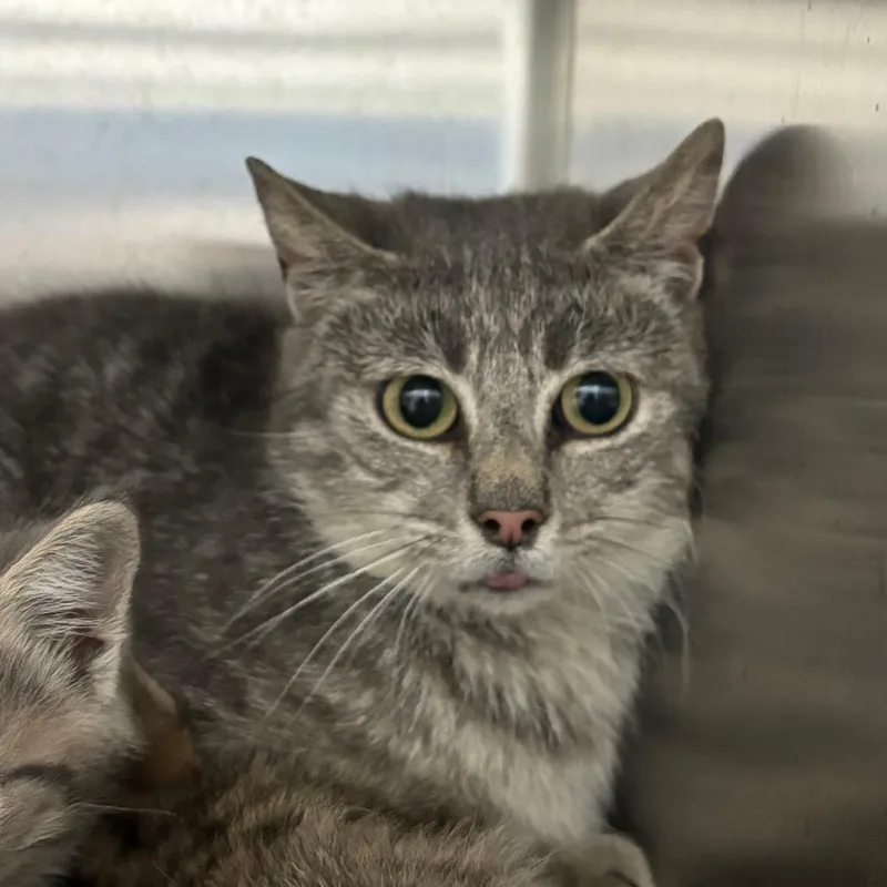 An adult small-sized female Gray / Blue / Silver Domestic Short Hair cat named Ramona for adoption in Corbin, KY