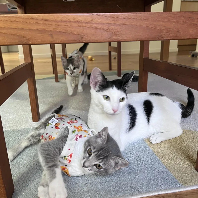 A baby medium-sized female Tabby (Gray / Blue / Silver) Domestic Short Hair cat named Cardi for adoption in La Canada, CA