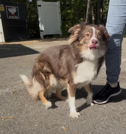 An adult medium-sized male Australian Shepherd dog named Snoop for adoption in West Chester, PA