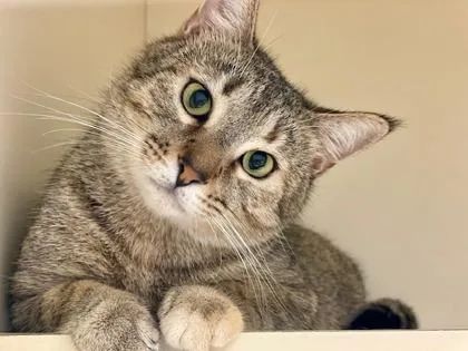 An adult large-sized female Domestic Short Hair cat named Jamie Bond for adoption in Chamblee, GA
