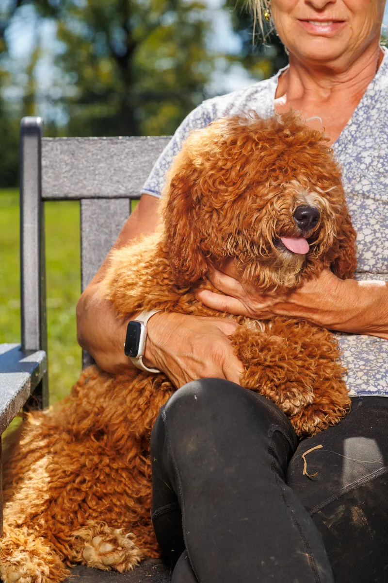 A baby small-sized male Goldendoodle dog named Tickles for adoption in Chester Springs, PA