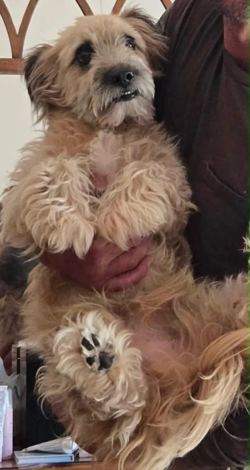 An adult medium-sized male Yorkshire Terrier dog named Bj for adoption in Holly Springs, NC
