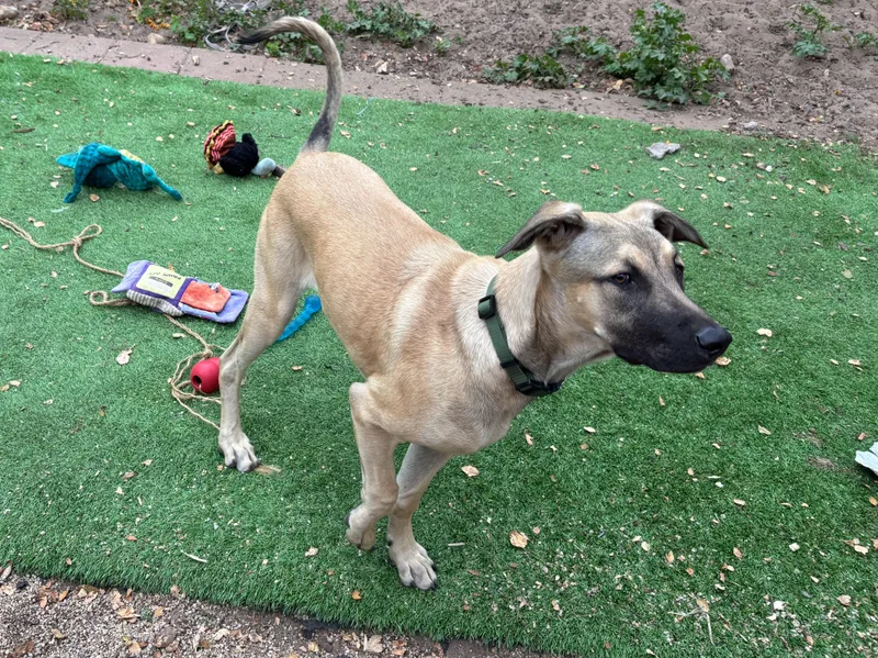 A young large-sized male Brown / Chocolate German Shepherd Dog dog named Rex for adoption in Santa Cruz, CA