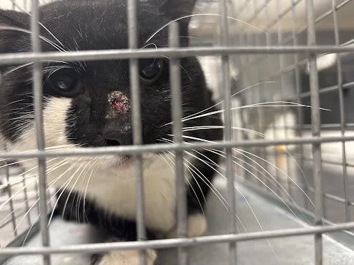 An adult small-sized male Domestic Short Hair cat named Jaxton for adoption in Las Vegas, NV