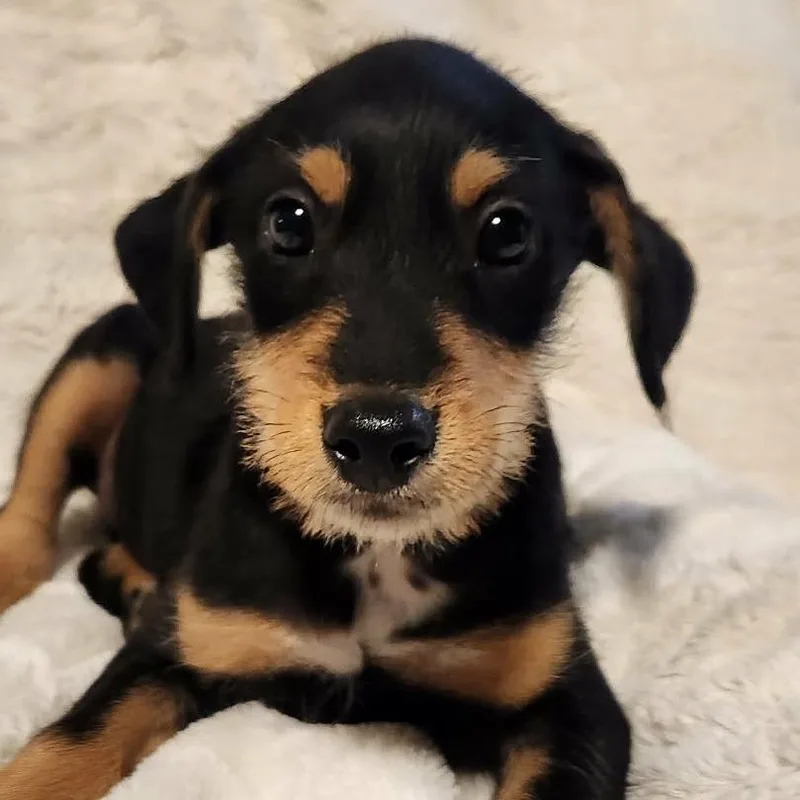 A baby medium-sized male Black Miniature Schnauzer dog named Paul Lb for adoption in Austin, TX