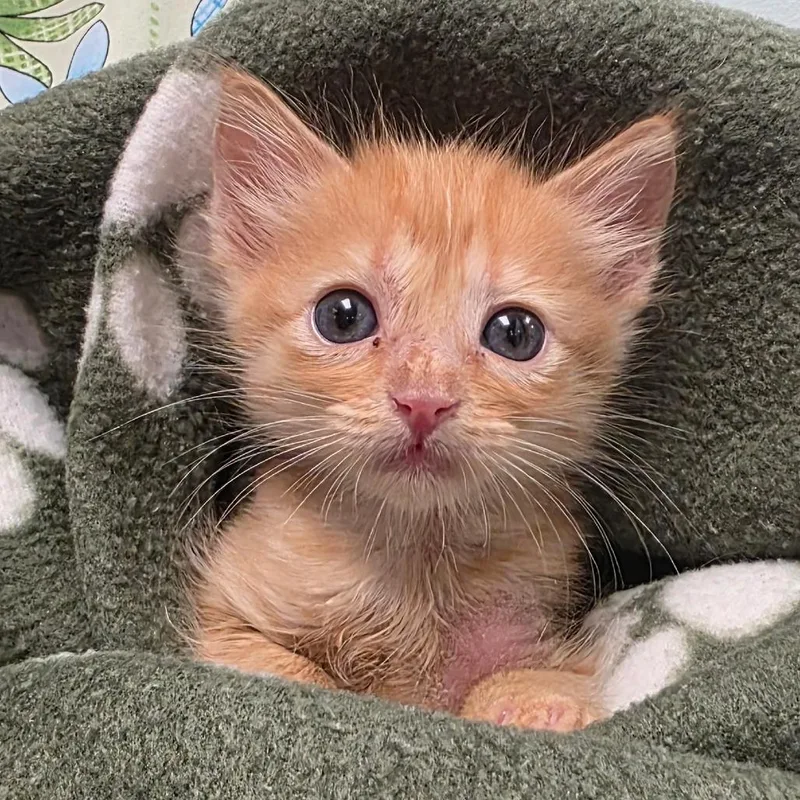 A baby small-sized female Orange / Red Domestic Short Hair cat named Marigold for adoption in Abilene, TX