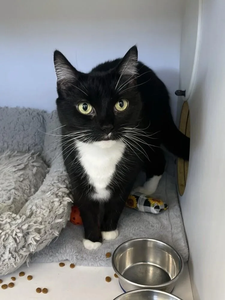 A senior medium-sized female Black & White / Tuxedo Domestic Short Hair cat named Kitkat for adoption in Trenton, ME