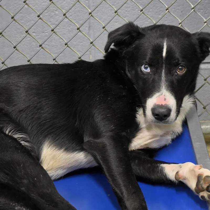 A young small-sized male Black Border Collie dog named Rampage for adoption in Marion, VA