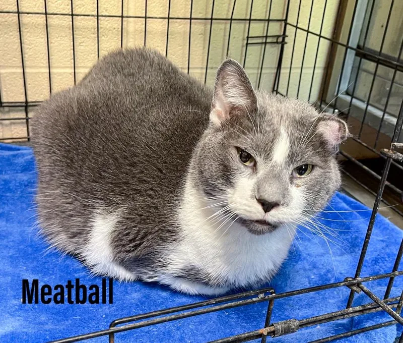Meatball