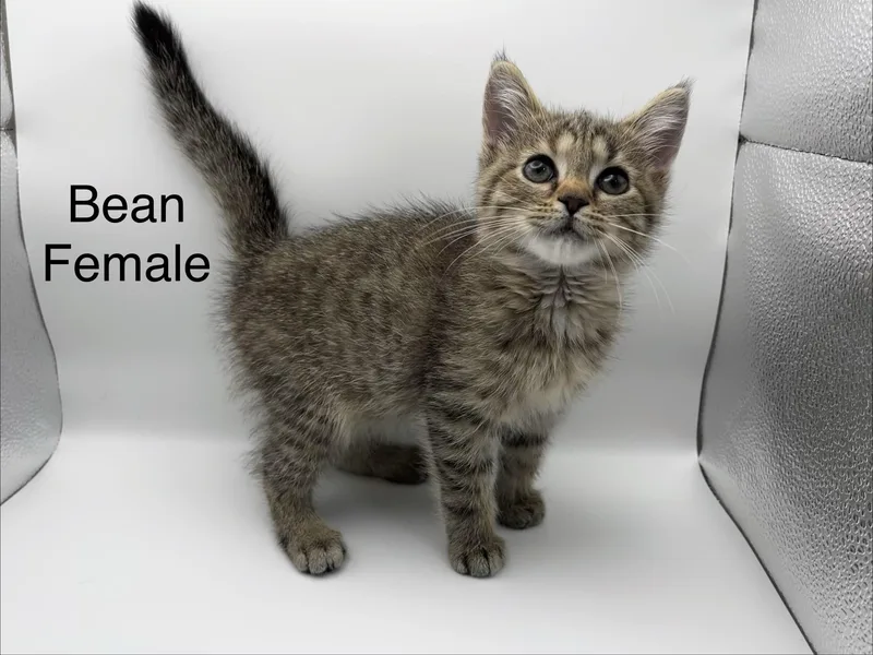 Bean