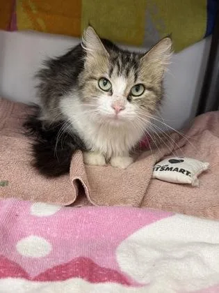 An adult medium-sized female Domestic Medium Hair cat named Fawn for adoption in Gwinn, MI