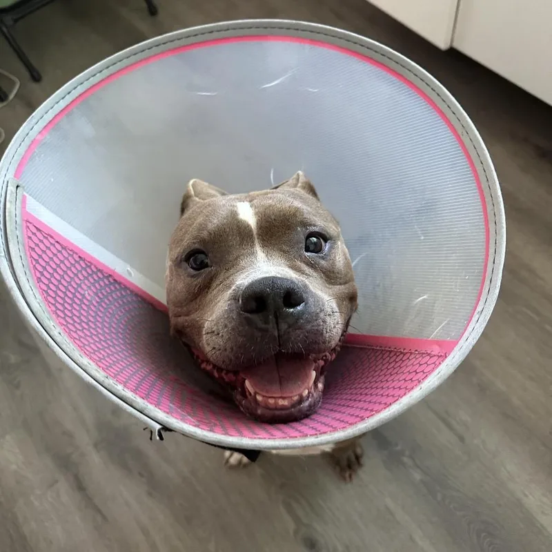 An adult medium-sized female Gray / Blue / Silver American Staffordshire Terrier dog named Nina for adoption in Tampa, FL