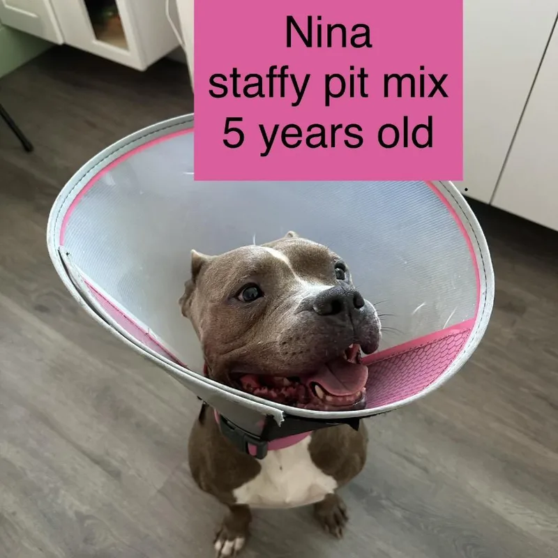 Nina thumbnail 2