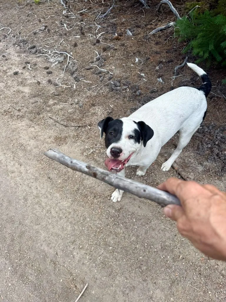 A young medium-sized female Pit Bull Terrier dog named Harper for adoption in Sherwood, OR