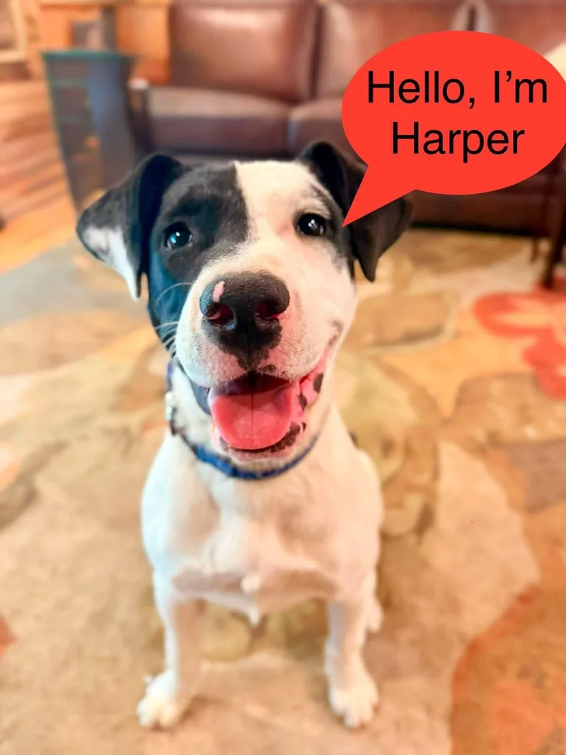 Harper thumbnail 3