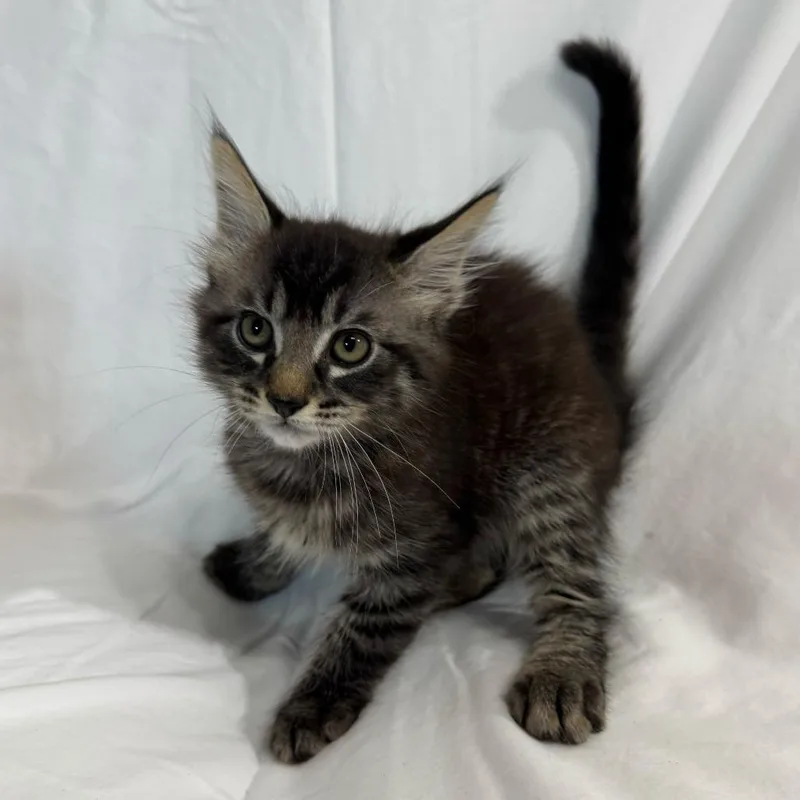 A baby small-sized male Brown / Chocolate Domestic Medium Hair cat named Jackson for adoption in Sunnyvale, CA