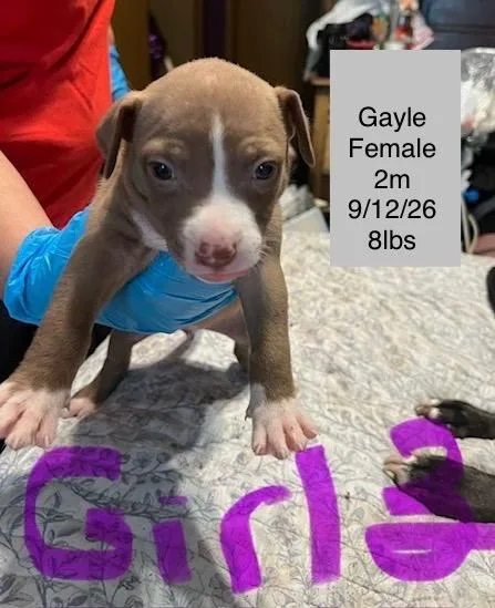 A baby small-sized female American Staffordshire Terrier dog named Gayle for adoption in Welling, OK