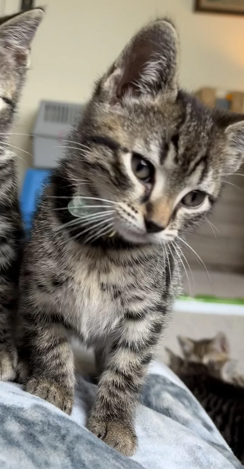 A baby small-sized female Tabby (Brown / Chocolate) Domestic Short Hair cat named Samus for adoption in Indianapolis, IN
