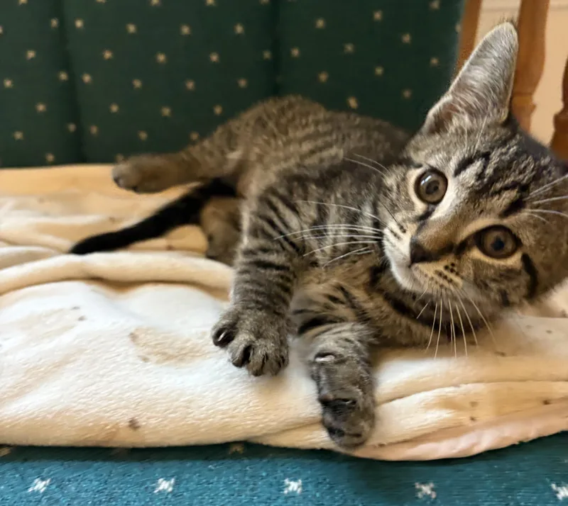 Samus thumbnail 4