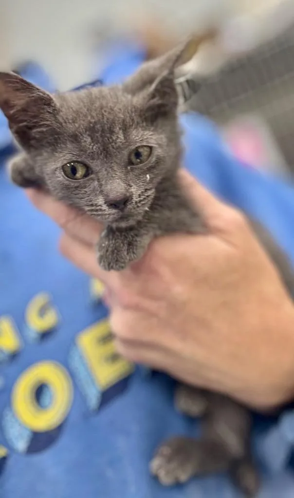 A baby medium-sized female Domestic Short Hair cat named Sundae for adoption in Danielsville, GA