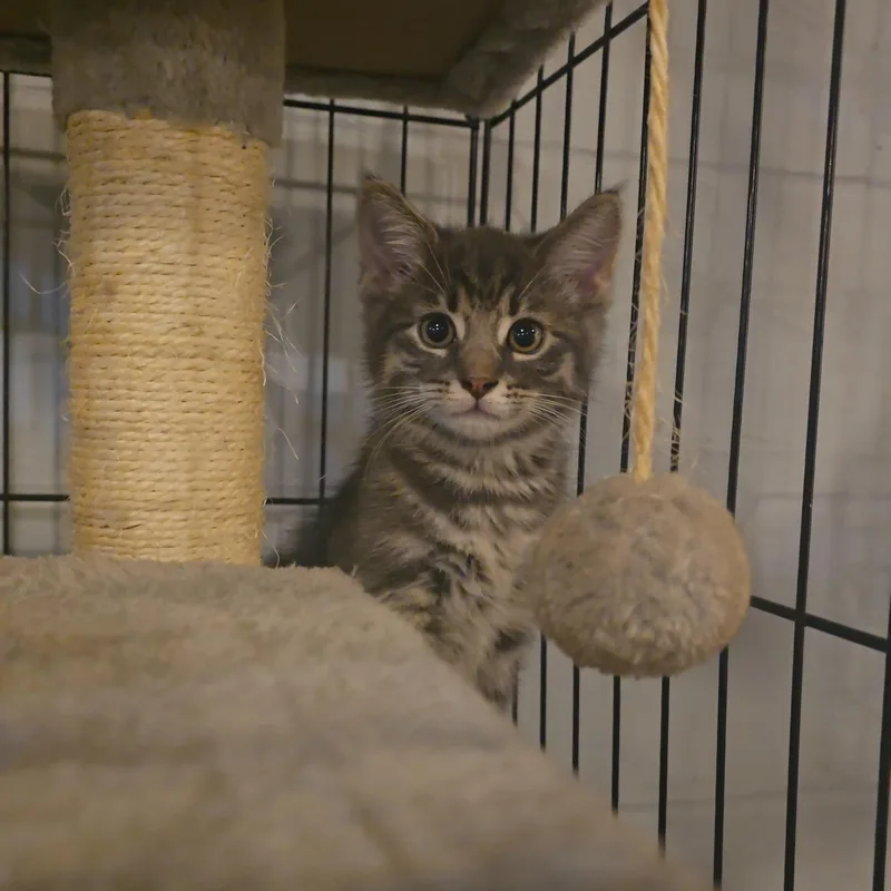 A baby medium-sized female Domestic Short Hair cat named Thelma for adoption in East Canton, OH