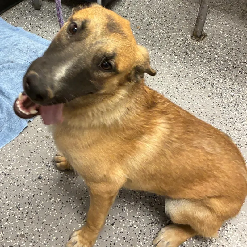 A young medium-sized male Yellow / Tan / Blond / Fawn German Shepherd Dog dog named Remington for adoption in Henderson, NV