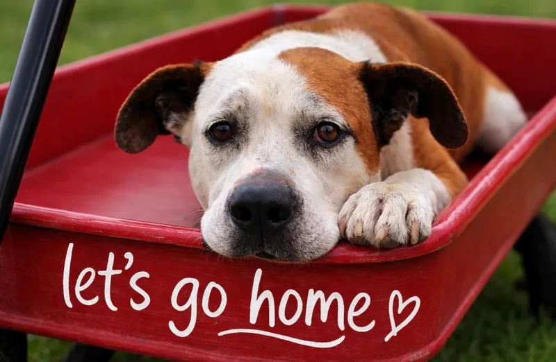 An adult medium-sized male American Staffordshire Terrier dog named Hubba Bubba...........hunkaluv for adoption in Houston, TX